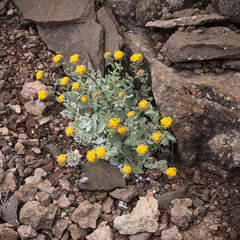 Helichrysum basalticum