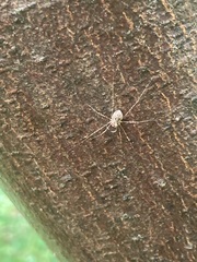 Megabunus diadema