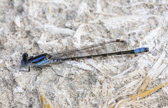 Argia alberta