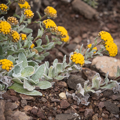 Helichrysum basalticum