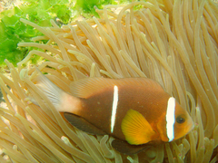 Amphiprion omanensis