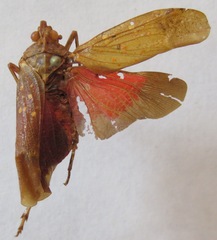 Enchophora sanguinea