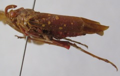 Enchophora sanguinea