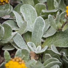 Helichrysum basalticum