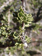 Boscia foetida