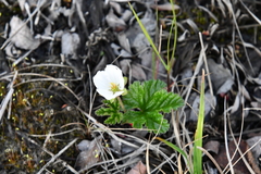Rubus chamaemorus