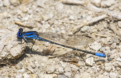 Argia alberta