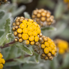 Helichrysum basalticum
