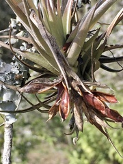 Tillandsia aeranthos