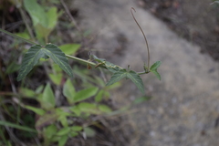 Image of Passiflora sanguinolenta