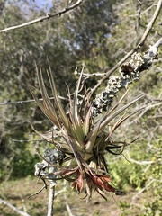Tillandsia aeranthos