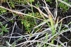 Empetrum nigrum subholarcticum