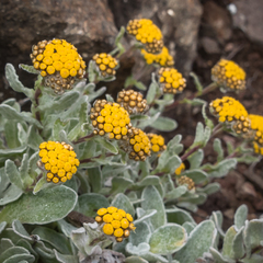 Helichrysum basalticum