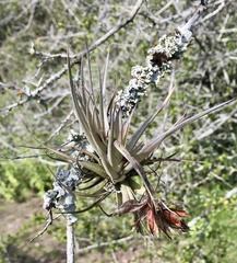 Tillandsia aeranthos