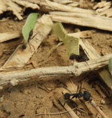Acromyrmex lundii