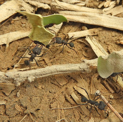 Acromyrmex lundii