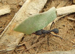 Acromyrmex lundii