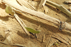 Acromyrmex lundii