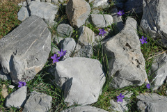 Campanula arvatica