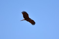 Milvus migrans migrans