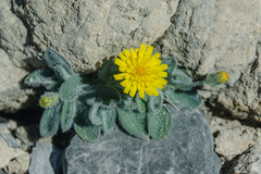 Hieracium bombycinum