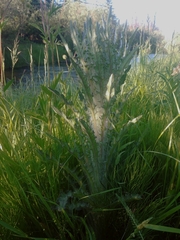 Cirsium foliosum
