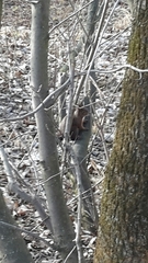 Sciurus vulgaris