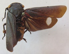 Acraephia perspicillata