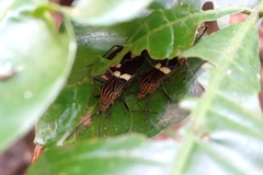 Hypselonotus subterpunctatus