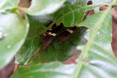 Hypselonotus subterpunctatus