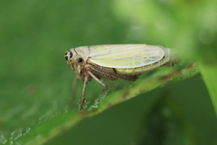 Handianus flavovarius