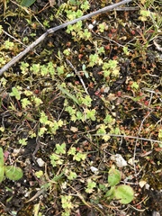 Alchemilla occidentalis