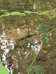 Salmo trutta