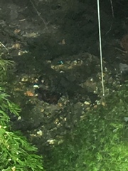 Salmo trutta