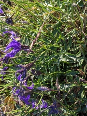 Campanula aurita