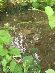 Salmo trutta