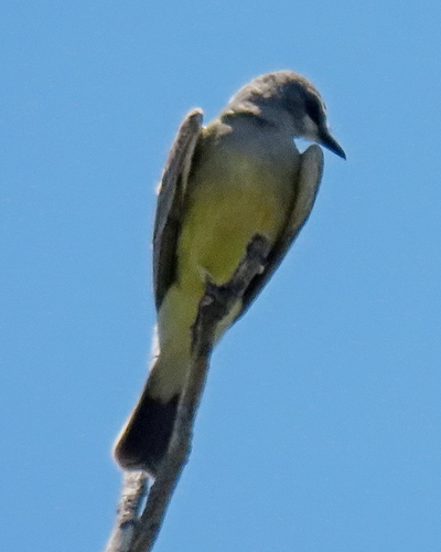 photo of Cassin's Kingbird (Tyrannus vociferans)