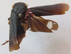 Acraephia perspicillata