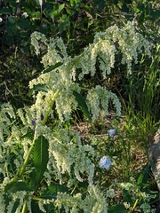 Koenigia alaskana