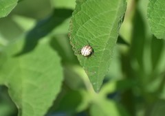 Leptinotarsa lineolata