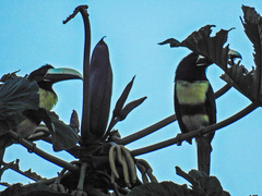 Pteroglossus aracari