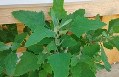 Chenopodium album