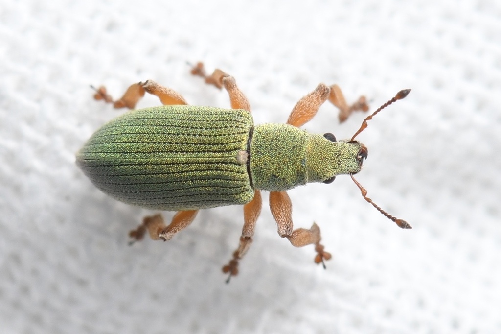 Piezocnemus