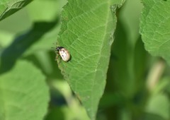 Leptinotarsa lineolata