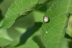 Leptinotarsa lineolata
