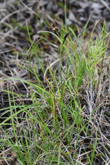 Carex bigelowii arctisibirica