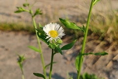Erigeron annuus