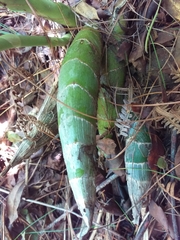 Mormodes