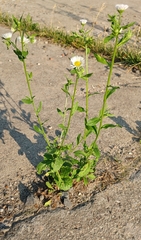 Erigeron annuus