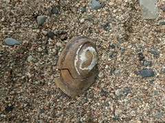 Atlanticoncha ochracea